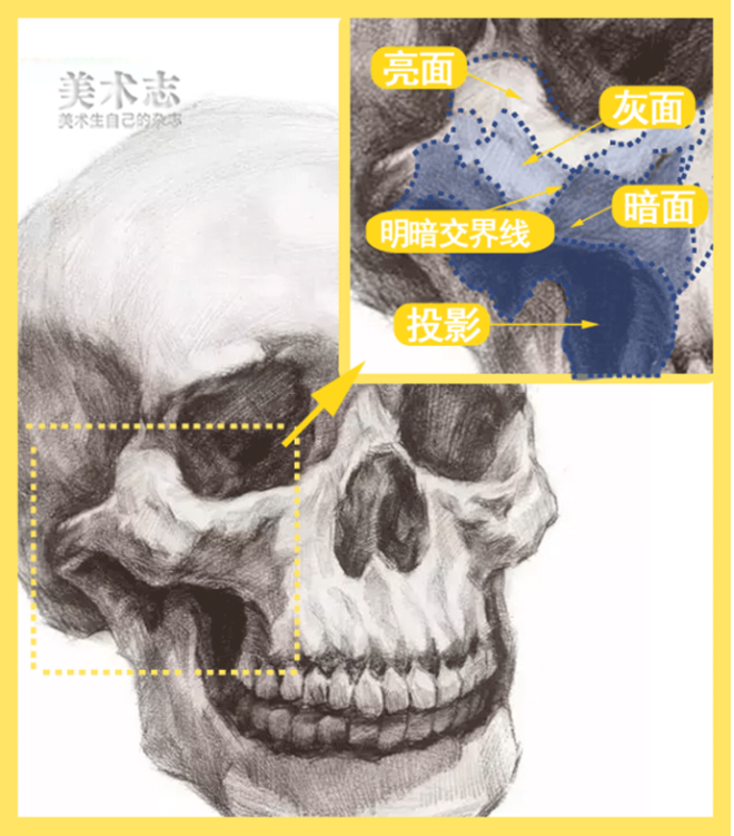 颧骨的局部分析