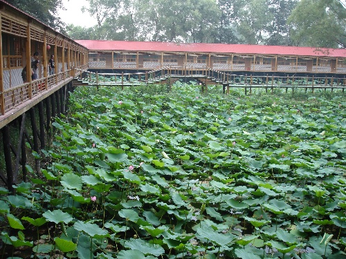 三星一览_白洋淀依淀园