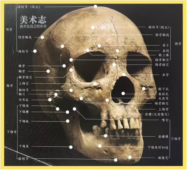 头骨肌肉知识分析